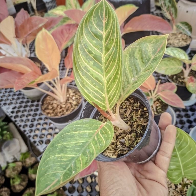 Aglaonema Kresna Golden Realpict