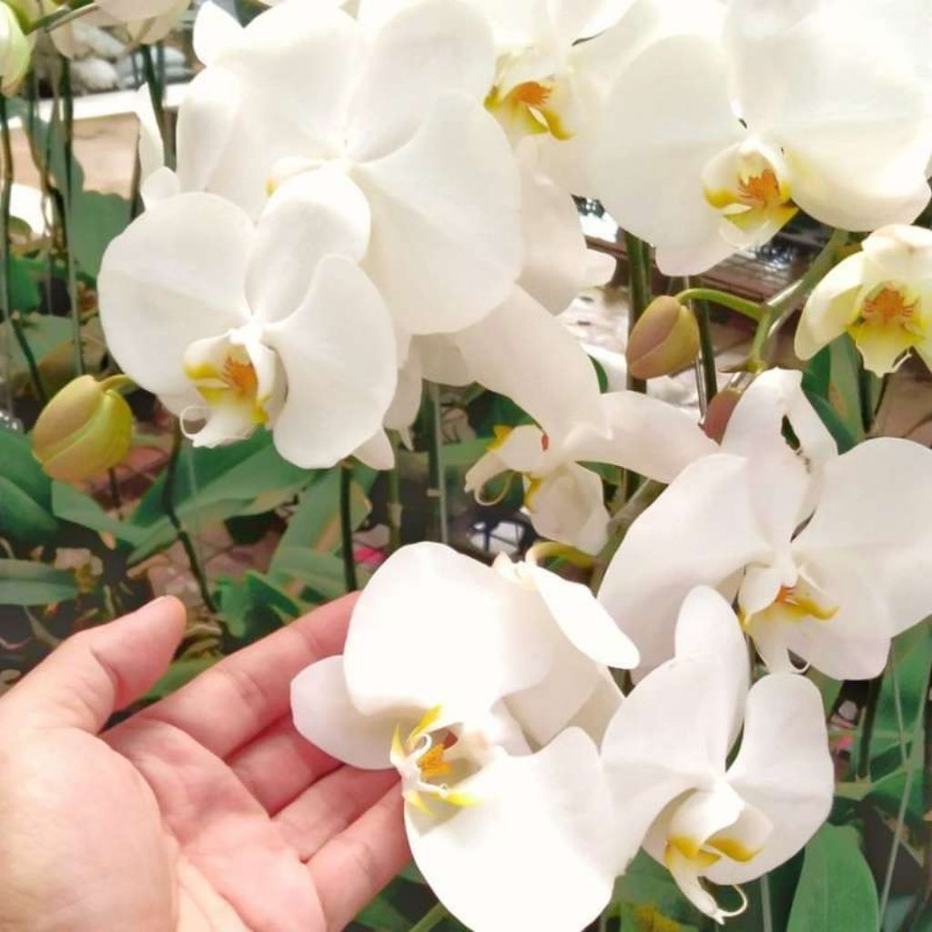Anggrek Bulan Phalaenopsis amabilis Jawa DEWASA - Bunga Putih Besar, Mudah Dirawat, Siap Berbunga