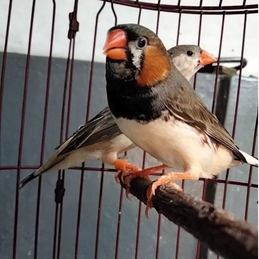 Zebra Finch Sepasang Black Breast