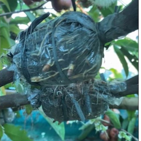 BIBIT JAMBU CITRA JUMBO