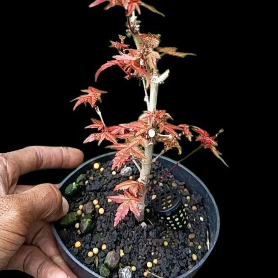 pohon japanese red maple import