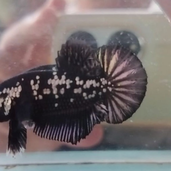 cupang black mamba murah meriah