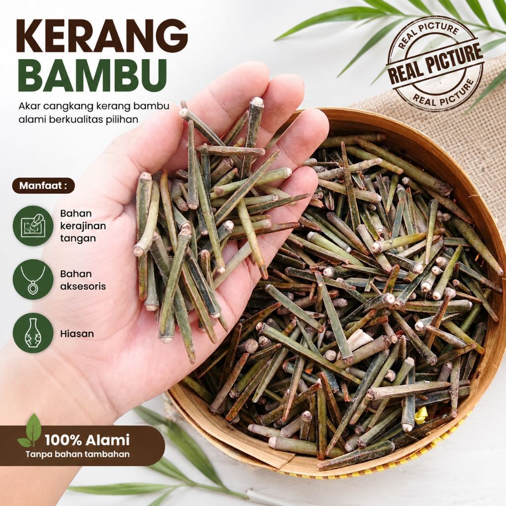 Cangkang kerang bambu berkualitas cangkang kerang hias bahan kerajinan tangan cangkang kerang laut  