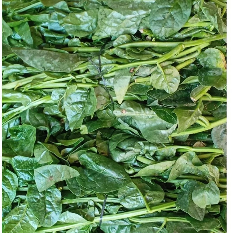 Sayur Bayam Brazil segar ikat
