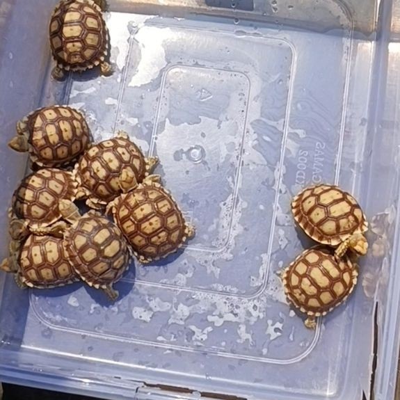 Kura Kura Sulcata
