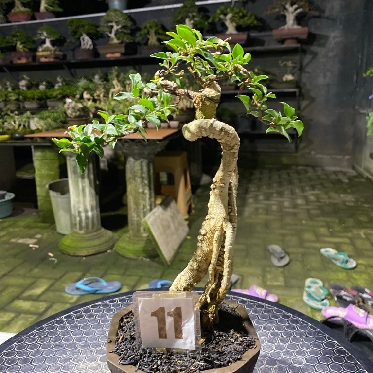 bonsai sakura