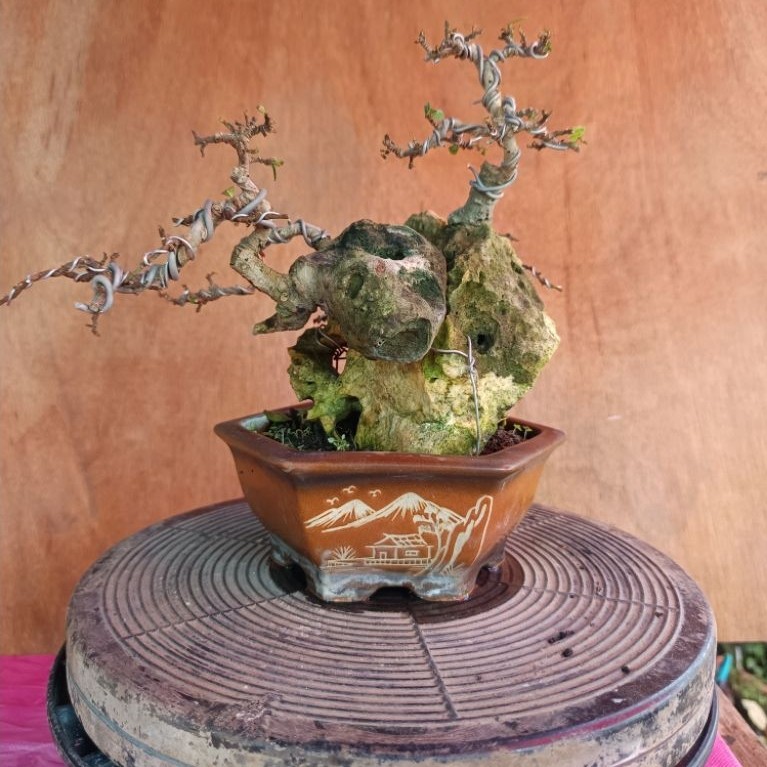 bonsai serut mame otr