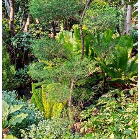 Bonsai cemara udang 1meter / tanaman bonsai cemara udang