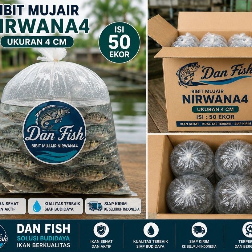 Bibit Mujair Nirwana 4 Ukuran 4 cm – Berat Air 2.300 | Berkualitas Unggul isi 50 ekor pertumbuhan ny