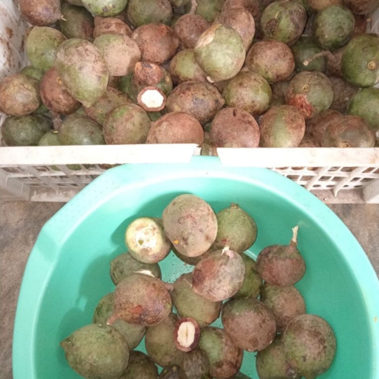 muncang adu jayanti jawa mentahan pul tua