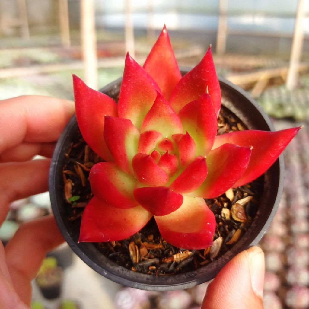Echeveria Agavoides Frank Reinelt