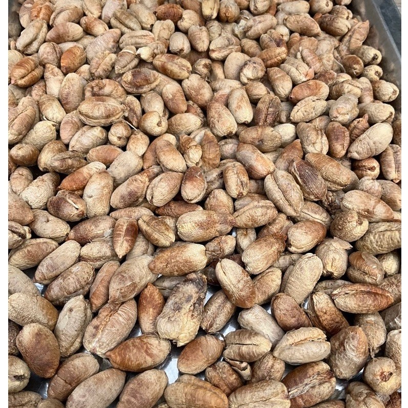 biji kurma kering 1 kg