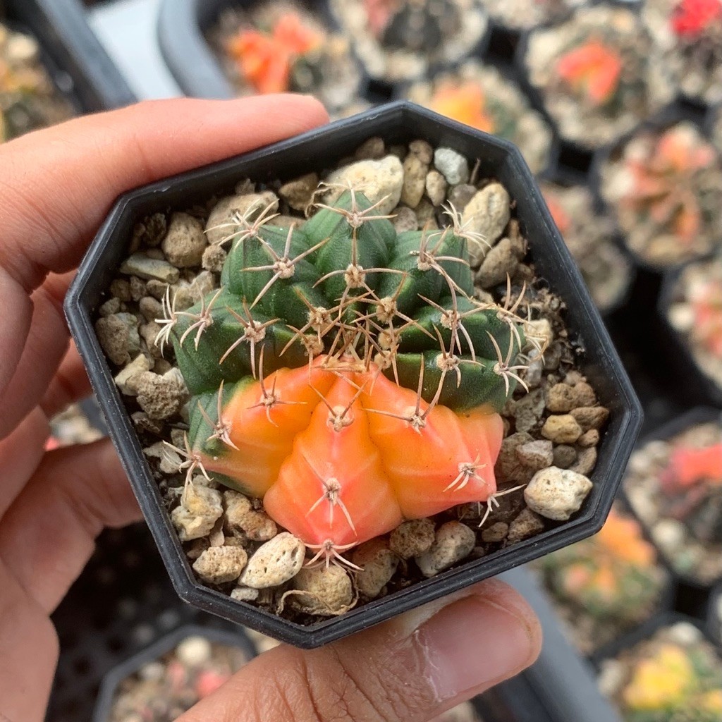 um6 Gymnocalycium mihanovichii multicolor multicolour gymno miha kaktus tanaman hias hidup gurun mih