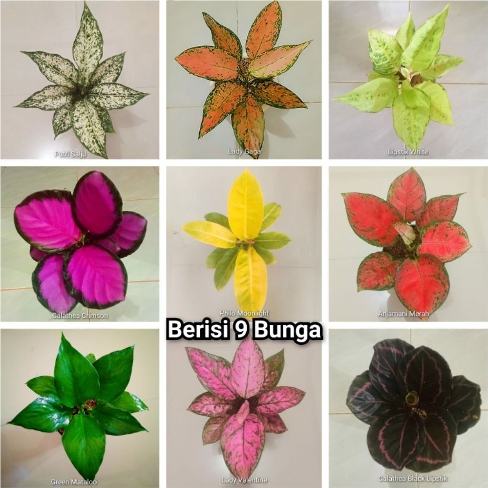 Paket bunga dan pot - tanaman Hias Daun - Bunga Aglomema/Aglaonema