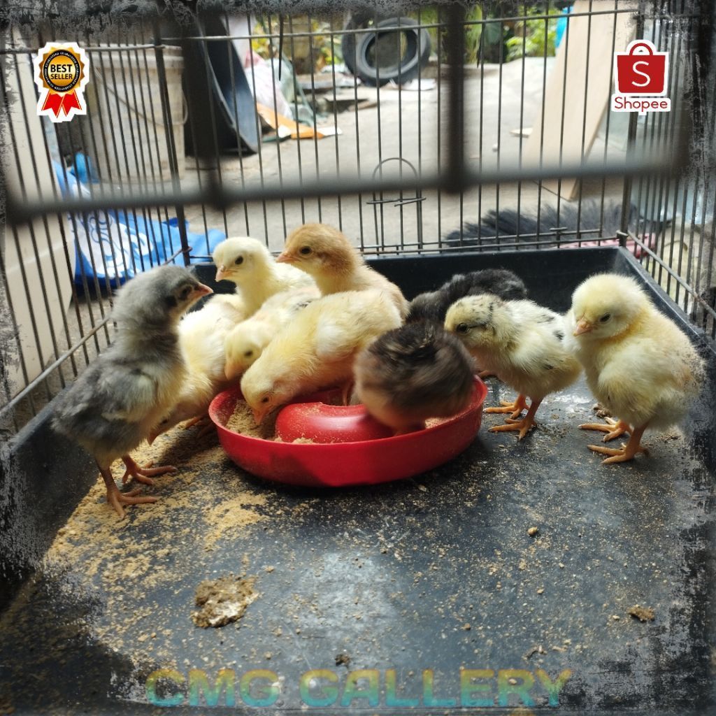 DOC Ayam Kampung KUB 2 Janaka - Anakan Ayam Kampung Unggulan