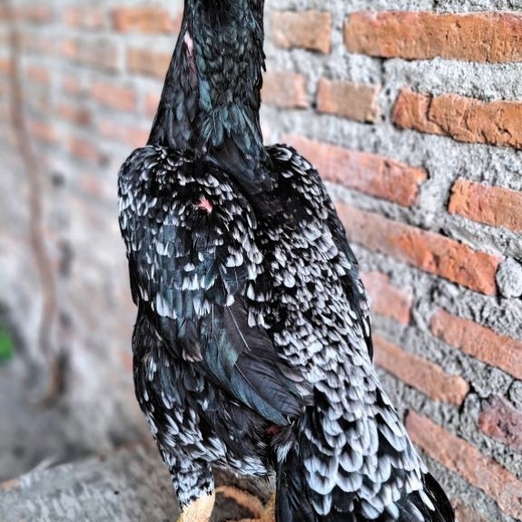 INDUKAN BETINA BABON AYAM EKOR LIDI ORIGINAL