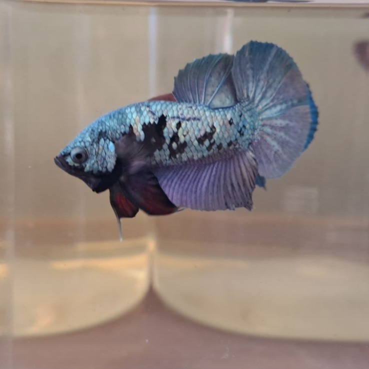 Ikan Cupang Hias betta fish plakat Multicolor / avatar / cooper / neon / hulk / hmpk [Foto Asli]