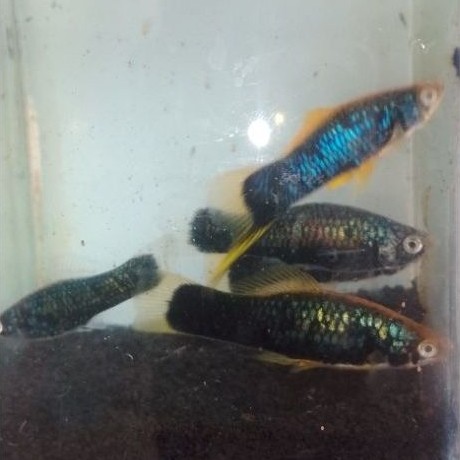 ikan platy blue electrik
