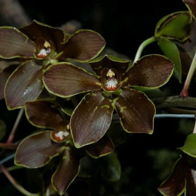Grammatophyllum martae