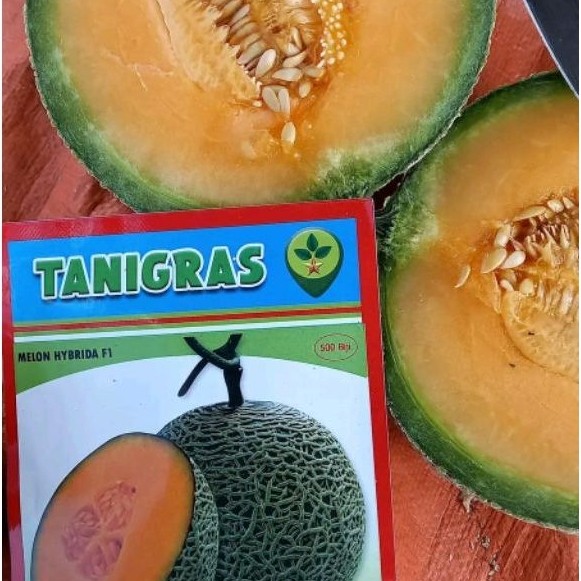 Benih Bibit Melon Top Red F1 (Daging Merah Rock Melon) Isi 500 Butir, Kadaluarsa 2027 Terbaru - Beni