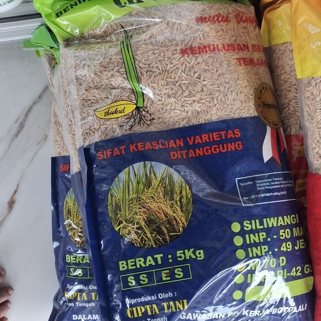 Bibit Padi M70D