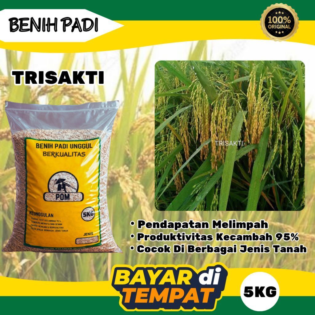 BENIH PADI TRISAKTI 5KG | BIBIT PADI TRISAKTI | BENIH PADI SAWAH | SIAP TANAM