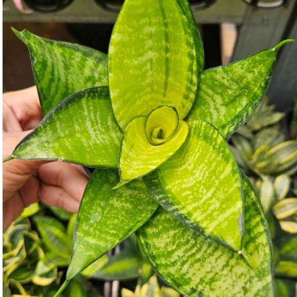 Sansevieria Hahnii Philipine / Sansivera Gold/ Tanaman Lidah Mertua