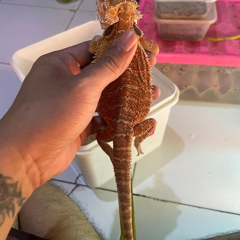 bearded dragon
