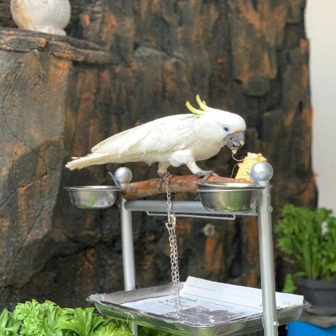 Tangkringan / Pangkringan burung kakatua,bayan,nuri