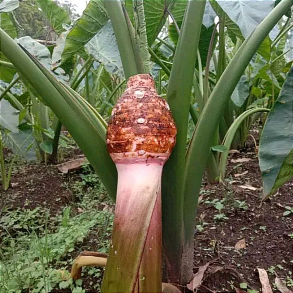 BIBIT TALAS BOGOR BIBIT TALAS PRATAMA 2 UNGGULAN /pohon