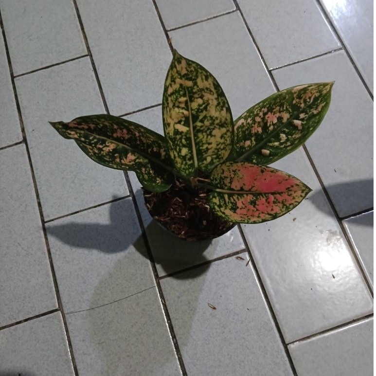 Aglaonema anakan ruby compacta