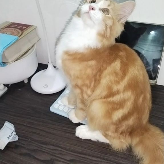 KUCING RAS MAINCOON MIX