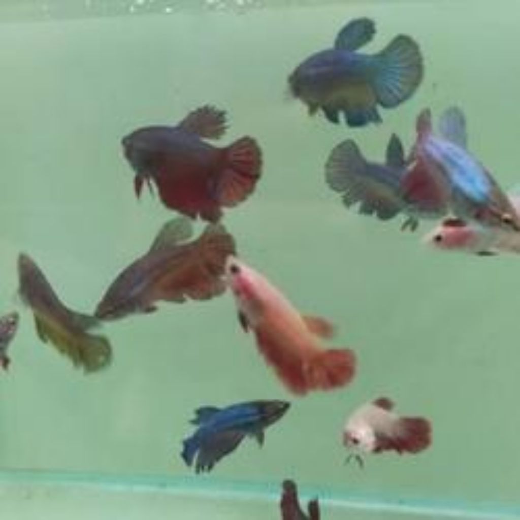 ikan cupang hias plakat Halfmoon betina