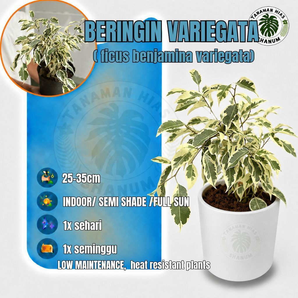 Beringin varigata / ficus benjamina variegata - bahan bonsai - bonsai beringin - bahan bonsai bering