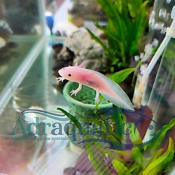 Sasana- Axolotl Putih Mata Hitam Leucistic White Dogfish Salamander Fish