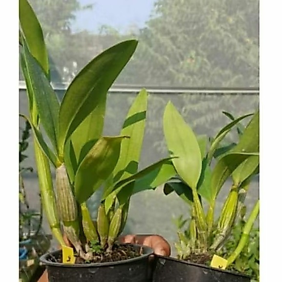 Dendrobium Bivalce x Spectabile