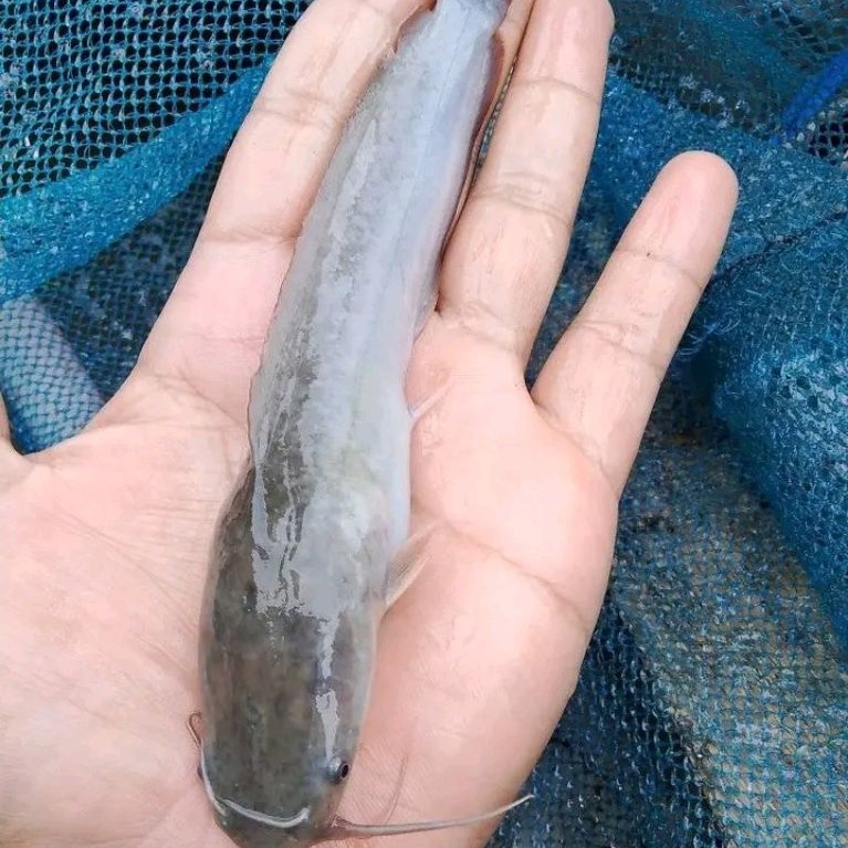 bibit lele ukuran 15-16cm berkwalitas