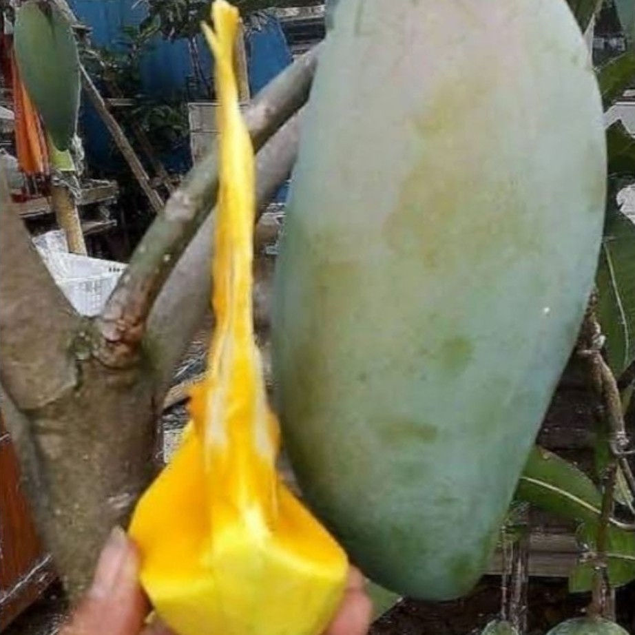 entres mangga jumbo jenis mahatir..