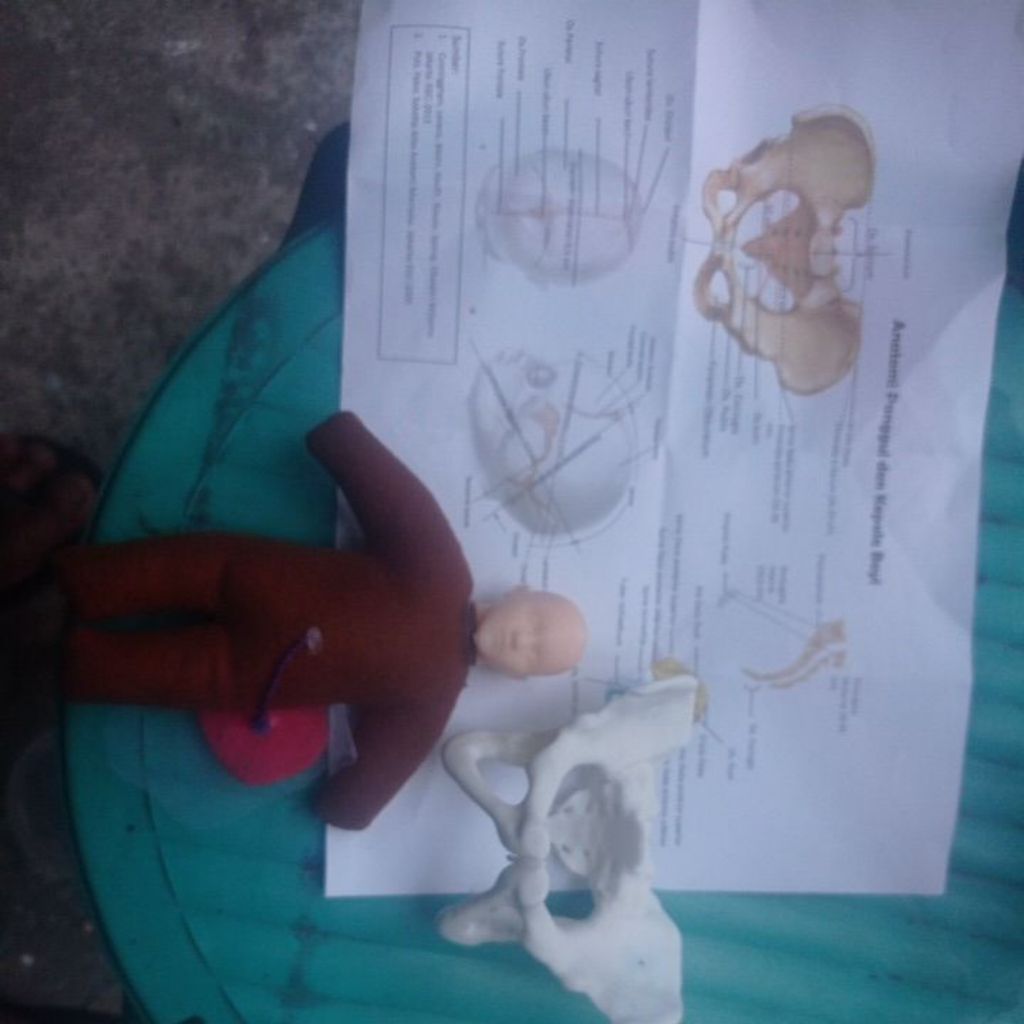 phantom bayi dan panggul/ phantom panggul dan bayi