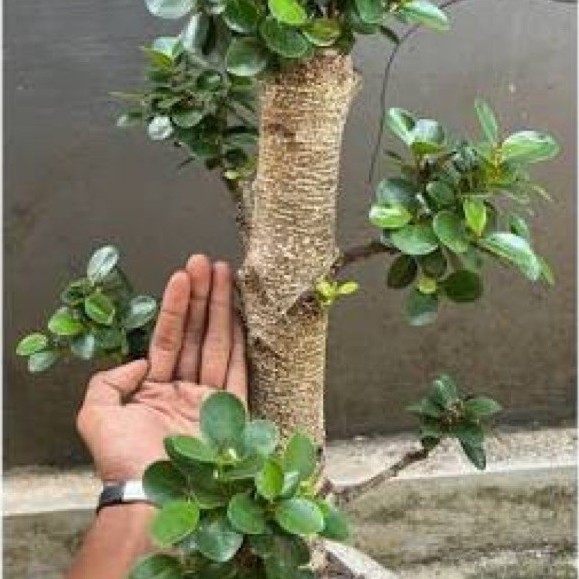 BONSAI DOLAR MIKRO