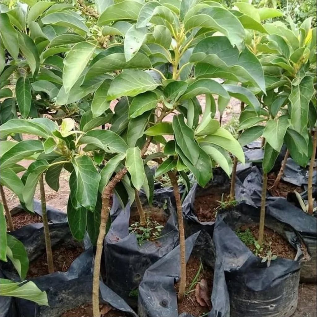 Bibit alpukat okulasi tanaman alpukat hasil okulasi
