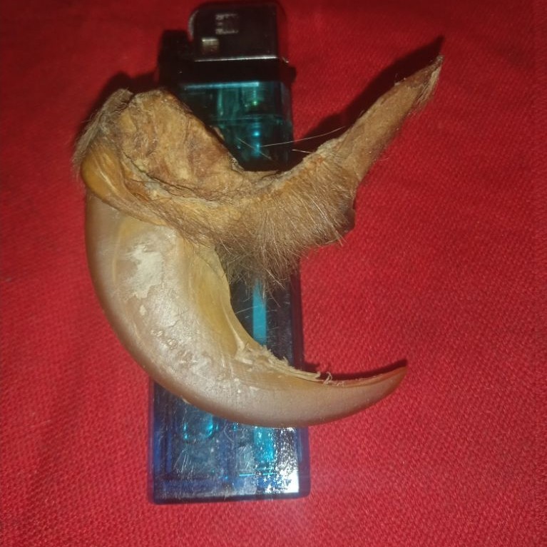 liontin lodayaHM. djempol jumbo