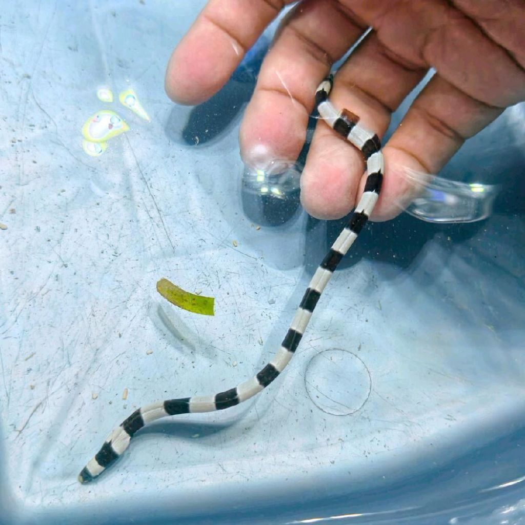false banded eel belut hitam putih collectors cantik aquarium laut hias rare