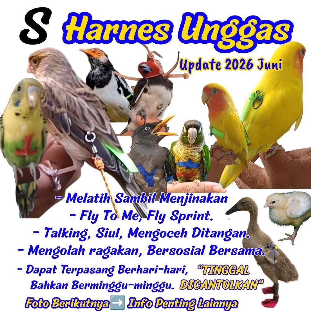 [AZF] HARNESS Burung parrot murai bat  - kenari -Parkit Budgerigar  -Parotlet -Lioneted - kekep kuti