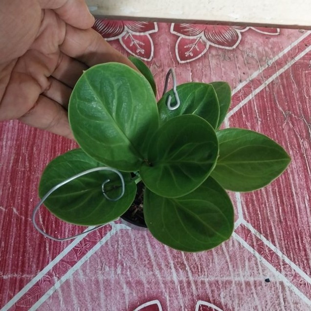 Anthurium Jemani Mangkok Rasputin Eco