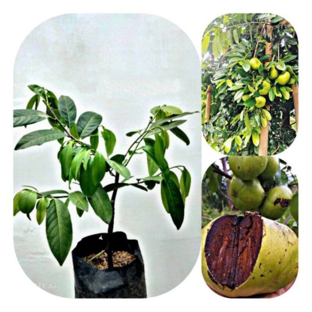Sawo Hitam/black sapote