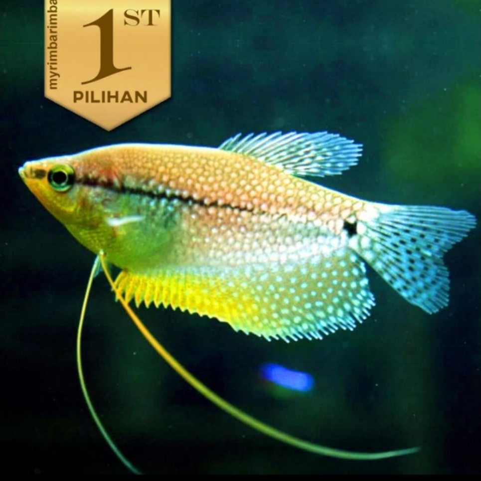 Sepat Mutiara Ikan Hias Aquascape Hiasan Aquarium Tanaman Air Tawar