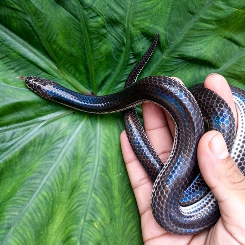 mainan anak anak (mainan ular pelangi/xenopeltis unicolor)