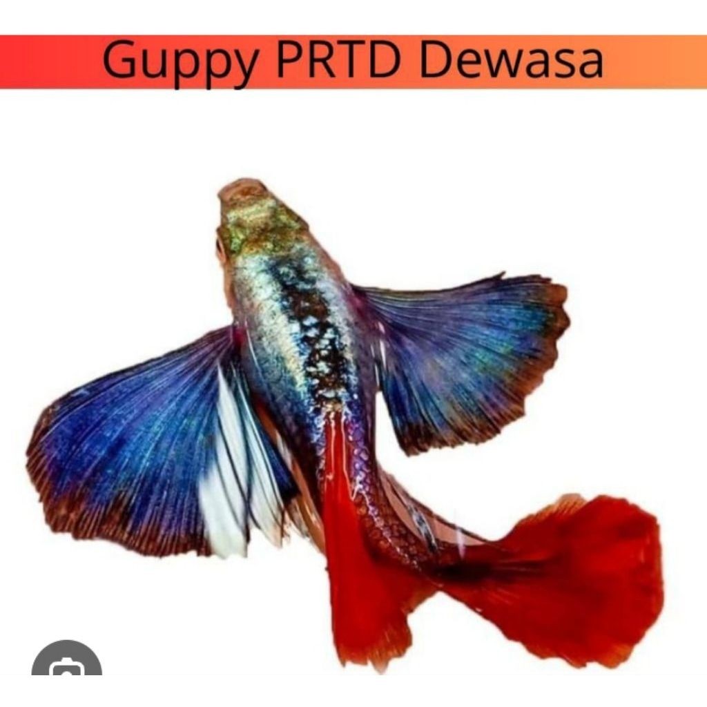 guppy PRTDE