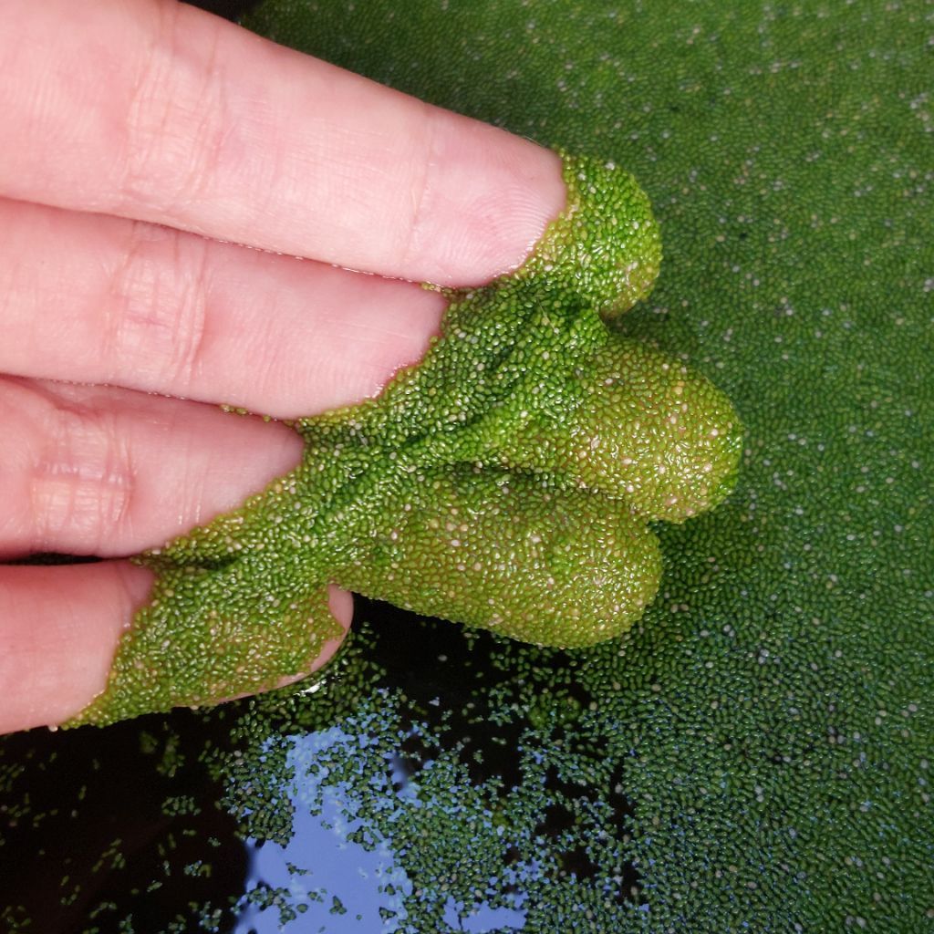 Bibit Wolfia Tanaman Apung Air Aquarium Aquascape